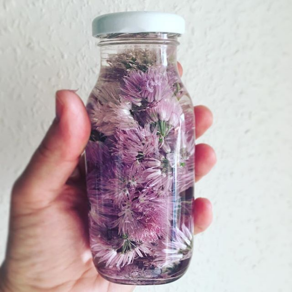 Instagram Schnittlauchblütenessig