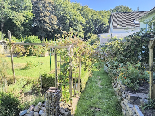 Brombeeren im Garten für Brombeerkuchen